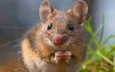 5 Ways to Keep Rodents Away From Your Property