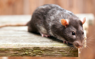 5 Tips To Make Your Backyard Pest-Free