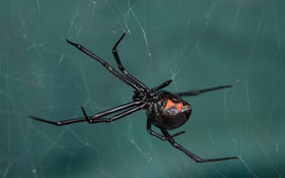 How To Handle The Venomous Black Widow Spider