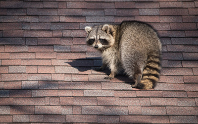 Wildlife Removal